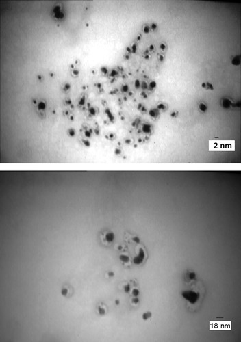 Figure 5. TEM micrographs of the NPs produced 5 h after the start of AgNO3 (1 mM) reduction using freshly cultured S. cerevisiae. Magnification is 63,000, and the micrograph is focused on the corona or film around the NPs.