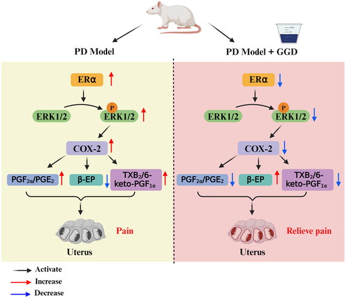 Figure 6. Schematic summary illustration. GGD alleviates PD in rats by suppressing the COX-2-mediated release of PGE2 and PGF2α, modulating the ERα/ERK1/2/COX-2 pathway, and increasing β-EP content. PD: Primary dysmenorrhoea; GGD: Ge-Gen decoction; PGE2: Prostaglandin E2; PGF2α: Prostaglandin F2 alpha; ERα: Oestrogen receptor alpha; ERK1/2: Extracellular signal-regulated protein kinases 1 and 2; COX-2: Cyclooxygenase-2, β-EP: β-endorphin; TXB2, thromboxane B2; 6-keto-PGF1α: 6-keto-prostaglandin F1α.