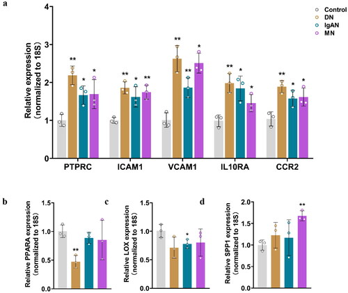 Figure 6. qRT-PCR analysis of the mRNA levels of the identified key genes in fibrotic CKD and normal tissues. (a) Relative expression of PTPRC, ICAM1, VCAM1, IL10RA and CCRA in DN, IgAN, MN and control groups. (b) Relative expression of PPARA in DN, IgAN, MN and control groups. (c) Relative expression of LOX in DN, IgAN, MN and control groups. (d) Relative expression of SPP1 in DN, IgAN, MN and control groups. n = 3. *p < 0.05, **p < 0.01. Student’s t-test was used for comparison between the groups.