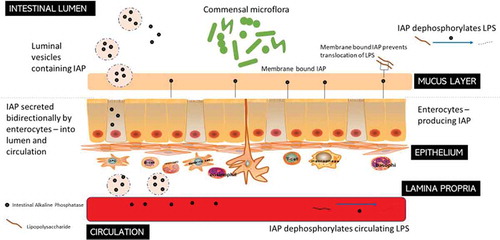 Figure 4. Intestinal Alkaline Phosphatase (IAP) – roles in the GIT. IAPs secreted by the enterocytes travel bi-directionally into the blood circulation and to the intestinal lumen where they act to dephosphorylate LPS from Gram-negative bacteria. Membrane-bound IAPs also prevent the translocation of the LPS through the mucus layer.