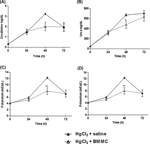 Figure 3. Serum concentrations of urea, creatinine, potassium, and sodium in HgCl2-challenged mice transplanted or not with BMMC. Groups of mice were challenged with HgCl2 and transplanted with BMMC 12 h later. Serum urea (p = 0.0409) and potassium levels were significantly diminished in treated animals after cell therapy, (p < 0.01; ANOVA, Newman–Keuls Multiple Comparison Test) (3B and C). The reduction on creatinine and sodium levels did not achieve significance (p > 0.05; ANOVA, Newman–Keuls Multiple Comparison Test) (3A and D). Values represent the means ± SEM of 5 mice/group.