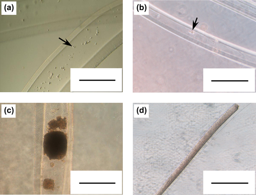 Figure 4. HepG2 cell-enclosed thick (a, c) and thin (b, d) microfibers at 0 (a, b) and 7 (c, d) day(s) of culture. Arrows show encapsulated cells. Bars represent 500 μm.