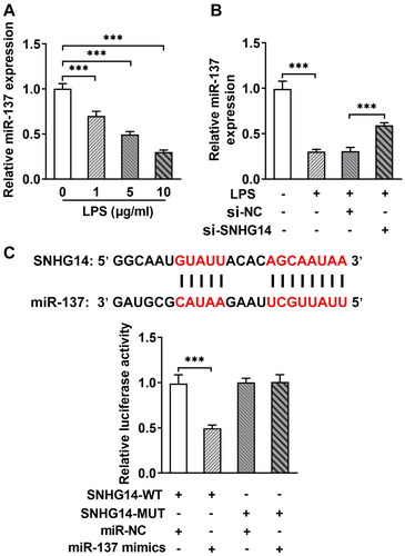 Figure 4. SNHG14 targeted inhibition of miR-137 expression. (A) the mRNA levels of miR-137 were measured by RT-qPCR in different concentrations of LPS (0,1,5,10 μg/mL) treatment. (B) the mRNA levels of miR-137 in control, LPS group, LPS + si-NC group and LPS + si-SNHG14 group. (C) Luciferase reporter gene was used to detect the Regulatory relationship between miR-137 and SNHG14. The results are presented as the means ± SD of three independent experiments and statistical significance was determined by one-way ANOVA. **p < 0.01, ***p < 0.001: n = 3.