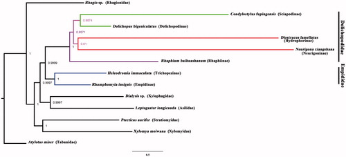Figure 1. Bayesian phylogenetic tree of 13 Diptera species. The posterior probabilities are labeled at each node.