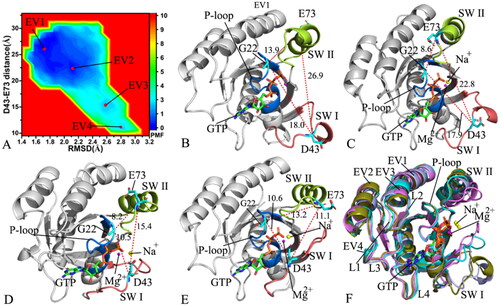 Figure 3. FEL and representative structures of the GTP/WT M-RAS complex: (A) FEL with four energy valleys EV1-EV4, (B) the structure located at the EV1, (C) the structure situated at the EV2, (D) the structure falling into the EV3, (E) the structure trapped in the EV4 and (F) structural superimposition of the GTP/WT M-RAS complexes located at the EV1-EV4. In this figure, M-RAS, GTP and ions Mg2+ and Na+ were displayed in cartoon, stick and ball patterns. The PMF was scaled in kcal/mol and the distance was indicated in Å.