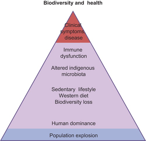 Figure 1. Biodiversity loss, together with sedentary lifestyle and unhealthy diet, may lead to immune dysregulation, poor tolerance, and ultimately to clinical disease. Modified from (Citation116).