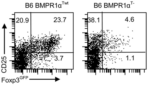 Figure 5. Naive sorted CD4+ T-cells from BMPR1αT− mice do not efficiently convert into aTR cells when stimulated with anti-CD3/anti-CD28 antibodies in the presence of TGFβ (3 ng/ml) and IL-2 (50 U/ml) for 3 days. The experiment was repeated at least three times.
