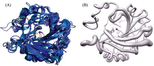 Figure 2.  (A) Cartoon representation of superposition of the 11 catalytic isoforms of α-CA, in shades of blue. The histidines (94, 96 and 119) that coordinate the Zn2+ are shown as yellow sticks. (B) Worm representation of main chain r.m.s.d. of the 11 catalytic isoforms. Thicker regions represent more deviation in the main chain. Active site Zn2+ is represented as a magenta sphere. Figure was made using ChimeraCitation110.