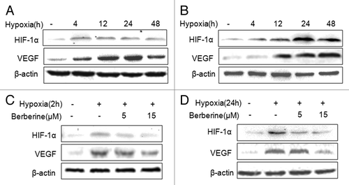 Figure 2. Berberine inhibits HIF-1α and VEGF protein expression in ESCC cells. (A and B) Hypoxia stimulated HIF-1α and VEGF expression in ESCC cell lines. a: ECA109; b: TE13. (C and D) The expression of HIF-1α and VEGF was inhibited by berberine in ESCC cells. c: ECA109; d: TE13. β-actin was loading control.