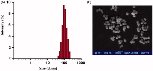 Figure 3. Dynamic light scattering (DLS) (A) and Field emission scanning electron microscopy (FE-SEM) (B) characterization of curcumin-encapsulated HA–PLA NPs.