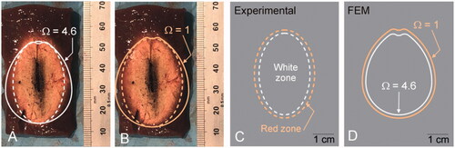 Figure 3. (A and B) Coagulations zones created in an ex vivo model with pulsed MWA at 125 W for 5 min. The dashed lines represent the contours measured on the images: white line for the zone with only white coagulation, and orange for the zone with red hyperemia also. The solid lines represent the Ω = 4.6 isolines (white solid line) and Ω = 1 (orange solid line) computed by the Arrhenius function to represent the CZ boundary. C and D: Comparison of experimental and computational (FEM) results.