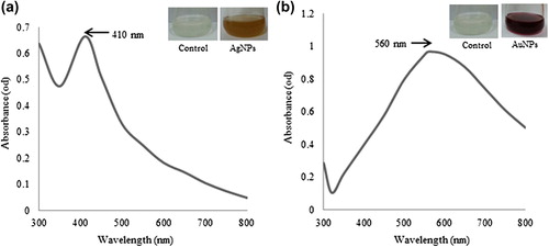 Figure 1. UV-vis spectra of the contents of the reaction mixture for silver nanoparticles (a) and gold nanoparticles (b), respectively.