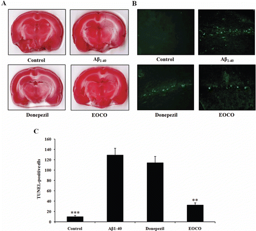 Figure 6.  Effects of EOCO on Aβ1–40-induced neuronal degeneration and DNA strand breakage. (A) Effects of EOCO on Aβ1–40-induced neuronal degeneration assessed by TTC staining. Representative brain sections (2 mm thick) from EOCO-treated rats stained with 2% TTC showing neuronal degeneration. Red colored regions in the TTC-stained sections indicate nondegenerated regions and pale colored regions indicate degeneration. (B) Effects of EOCO on Aβ1–40-induced neuronal apoptosis assessed by TUNEL assay. Detection of hippocampal apoptotic cells was carried out using the TUNEL method. TUNEL-positive pyramidal neurons undergoing apoptosis were observed in the hippocampus (fluorescence). (C) Representative quantification of the number of TUNEL-positive cells. Results are expressed as the means ± S.E. (n = 7); *p < 0.05, **p < 0.01,***p < 0.001, significantly different from Aβ1–40-treated group. Statistical significance was tested with the unpaired Student’s t-test.