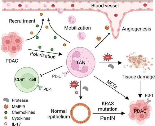 Figure 1. The role of tumor-associated neutrophils in PDAC. PDAC cells secrete chemokines (such as IL-8, CXCR1, CXCR2, CXCR4, etc.) and cytokines (such as G-CSF, GM-CSF, etc.), which recruit neutrophils from the circulation system and direct them to the tumor microenvironment, where they polarized into pro-tumor TAN under the influence of TGF-β produced by tumor cells and other immune cells. These TANs not only secrete MMP-9 and VEGF to stimulate angiogenesis, but also induce tissue damage and tumorigenesis of normal ductal epithelial cells by generating ROS and proteases or inducing NETs. In addition, such TANs also express PD-L1, which interacts with PD-1 on T cells to facilitate checkpoint mediated immune escape. CXCR1, CXC motif chemokine receptor 1; CXCR2, CXC motif chemokine receptor 2; CXCR4, CXC motif chemokine receptor 4; G-CSF, granulocyte colony stimulating factor; GM-CSF, granulocyte-macrophage colony stimulating factor; IL-8, interleukin 8; IL-17, interleukin 17; MMP-9, matrix metalloproteinase-9; NETs, neutrophil extracellular traps; PanIN, pancreatic intraepithelial neoplasia; PD-1, programmed cell death; PD-L1, programmed death-ligand 1; PDAC, pancreatic ductal adenocarcinoma; ROS, reactive oxygen species; TAN, tumor-associated neutrophil; TGF-β, transforming growth factor-β; VEGF, vascular endothelial growth factor.