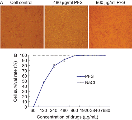 Figure 1.  Impact of the drug on cell viability and proliferation. The cell viability was evaluated with Trypan blue staining. Mock-treated cells and cells treated with maximum nontoxic concentration or higher concentration of phosphonoformate sodium (PFS) were subjected to Trypan blue staining and a representative comparison is provided. (A) The cell proliferation was determined by MTT colorimetric assays. The cell survival rate under different concentrations of drugs is given and 0.85% NaCl (drug dilution solution) was used as control.(B)
