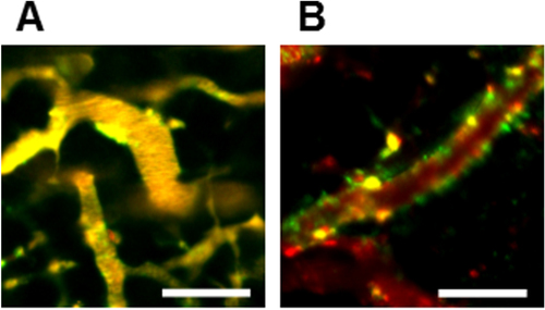 Figure 6. Neovascular-targeting of PICsomes following tail-vein injection. IVCLSM images observed in tumor blood vessels (A) 1 h and (B) 6 h after administration of PICsomes. Red, Cy5-labeled Ctrl-PICsomes; green, DyLight488-labeled 40%-cRGD-PICsomes; yellow, co-localization of red and green signals. Scale bar = 100 μm in all images.