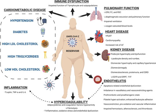 Figure 1. Potential obesity implications and mechanisms in coronavirus disease 2019 (COVID-19) infection. AF, atrial fibrillation; eGFR, estimated glomerular filtration rate; ERPF, effective renal plasma flow; ERV, expiratory reserve volume; FC, functional capacity; FF, filtration fraction; HDL, high-density lipoprotein; HFpEF, heart failure with preserved ejection fraction; IL-6, interleukin 6; LDL, low-density lipoprotein; RSC, respiratory system compliance; SARS-CoV-2, severe acute respiratory syndrome coronavirus 2; TNF-α, tumor necrosis factor α. Reproduced with permission from Sanchis-Gomar F et al. Mayo Clin Proc 2020;95(7):1445–1453 [Citation3].