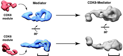 Figure 6. CDK8 module–Mediator binding appears to occlude pol II–Mediator binding by an allosteric mechanism. EM structures of Mediator and CDK8-Mediator (both bound to the activation domain of VP16) are shown (Taatjes et al., Citation2002). The lower panel shows “bottom” views of each complex, with the dashed line on Mediator representing the surface that appears to make direct contacts with pol II (Bernecky et al., Citation2011). The bracket shows the general region occupied by pol II upon binding human Mediator, and the corresponding position in the CDK8-Mediator complex. The structural difference in this bracketed region may reflect a structural change important to prevent pol II (and pol II CTD) binding to CDK8-Mediator. (see colour version of this figure online at www.informahealthcare.com/bmgwww.informahealthcare.com/bmg).