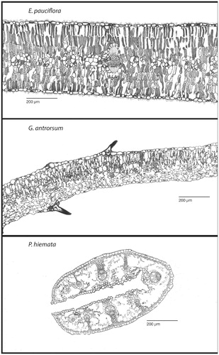 FIGURE 6. Microscopy images of E. pauciflora (top), G. antrorsum (middle), and P. hiemata (bottom) at 100× magnification. Images are from leaves grown in full sunlight.