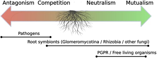 Figure 1. The hidden root microbiome, a vast spectrum of microorganisms involved in interactions with roots and the rhizosphere.
