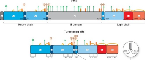 Figure 1 Protein structures and post-translational modifications reported for factor VIII and turoctocog alfa, respectively.
