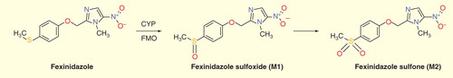 Figure 1. Metabolism of fexinidazole into fexinidazole sulfoxide and sulfone by cytochrome P450 and flavin-containing monooxygenase.