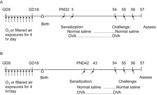Figure 1.  Experimental regime. Timed-pregnant BALB/c dams were exposed to either O3 or air from gestational day (GD) 9 to GD18 for 4 h/day. The offspring were assessed at postnatal day (PND) 42 before sensitization, or following sensitization with ovalbumin (OVA) at (A) PND2 and PND3, or at (B) PND42 and PND43 with both groups challenged at PND54, PND55, and PND56. Bovine serum albumin (BSA) or sheep red blood cell (SRBC) were injected into the separate groups of the offspring at PND42 to evaluate systemic responses.