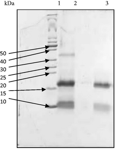Figure 2. Reducing SDS-PAGE patterns of ASTI purified by affinity chromatography and RP-HPLC. Lane 1, MW markers; lane 2, affinity purified fraction (ASb2) and lane 3, RP-HPLC purified fraction (ASb2b). 50–10 refer to kilo Dalton values of molecular weight markers.