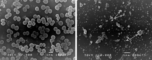 Figure 3.  Scanning electronic micrographs of Staphylococcus aureus cells after the first 24 h of treatment with the essential oil of commercial Carlinae radix (a) control (untreated cells), (b) treated cells with the MBC concentration of the essential oil. Collapsed cells forming amorphous debris. Arrows indicate shrunk cell remains after lysis.