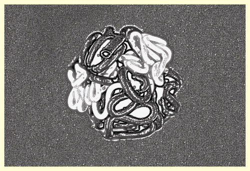 Figure 2. Schematic representation of the fractal globule model after crumpled folding. Open (transcriptionally active) chromatin drawn in white and closed (silent) chromatin in black symbolizing darker heterochromatin and lighter euchromatin in stained nuclei.