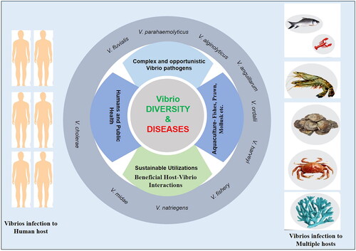 Figure 2. Vibrio species are responsible for the infection known as vibriosis, which can spread from one host to another, posing a threat to both human health and aquaculture operations as a result of zoonotic infections.