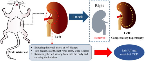 Figure 1. Construction of the 5/6 (A/I) rat model of CKD. 5/6 (A/I), 5/6 renal ablation/infarction; CKD, chronic kidney disease.