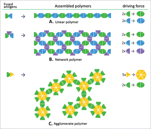 Figure 2. Schematic illustration of the formations of 3 viral protein polymers. (A) Lineage polymer formation. Fusion of 2 dimeric viral proteins (in green and blue, respectively) forms a lineage polymer via intermolecular dimerization of the homologous proteins. This lineage polymer can be used as a bivalent vaccine. (B) Network polymer formation. Fusions of 3 dimeric viral proteins (in green, blue, and purple, respectively) assembles into a network polymer via intermolecular dimerization of the homologous proteins. This network viral protein polymer can be used as a trivalent vaccine. (C) Agglomerate polymer formation. Fusion of a dimeric and an oligomeric viral proteins together assembles into an agglomerate polymer via intermolecular dimerization and oligomerization of the homologous proteins. This agglomerate polymer can be used as a bivalent vaccine.