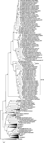 Figure 2. ML tree of UGTs of insects based on WAG + G + F model at 169 aligned amino acid sites; certain groups are condensed for ease of presentation (for full tree see Supplementary Figure S3). Numbers on the branches are percentages of 1000 bootstraps supporting the branch; only values ≥50% are shown.