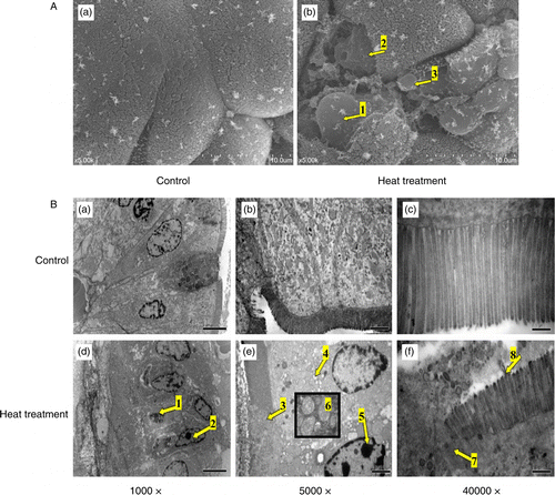 Figure 3.  SEM and TEM of the small intestine (jejunum) from rats subjected to control conditions or heat treatment (40°C for 2 h per day) for 3 days. Abnormal microstructures are indicated with arrows with numbers. (A) Mucosal surface of the small intestine was visualized using a scanning electron microscope (scale bar divisions represent 10 μm). Heat stress caused: loss of the upper portion of the intestinal villi (indicated by 2), some epithelial cells to separate from the lamina propria (1), the reticular fibers to become exposed after exuviation of intestinal epithelial cells (2), and erythrocytes were able to enter the lumen (3). (B) Ultrastructure of the jejunum examined using a transmission electron microscope. Changes in microvillus height (3, 7, and 8), mitochondria (6), endoplasmic reticulum and nuclei (1, 2, and 5) were apparent when compared to control sections. Vacuolization was also visible in the epithelium of heat-stressed rats (4), associated with a progressive loss of epithelial cells from the basement membrane. In (B), scale bars represent 20, 10, and 0.5 μm from left to right, respectively.