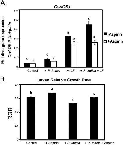 Figure 4. JA biosynthesis gene expressions and larval growth rate in aspirin-treated plants. (A) Effects of aspirin on OsAOS1 gene expression in leaves of P. indica-inoculated and larvae treated plants. (B) Relative growth rate (RGR) of larvae fed on aspirin-treated and P. indica-inoculated plants. The 4-leaf-stage plants were pretreated with aspirin for 12 h before larval feeding. Leaf samples were collected to analyze OsAOS1 expressions after 3 d of larval feeding treatment. Larvae were weighed before being moved to the target plants and after 3 d of feeding, and RGR was calculated based on the changes in weight. Data are the mean ± SE of three independent experiments. The different letters indicate statistically significant differences among group samples (P < 0.05). Control, non-inoculated and nonlarvae-feeding treatment. LF, rice leaffolder larvae.