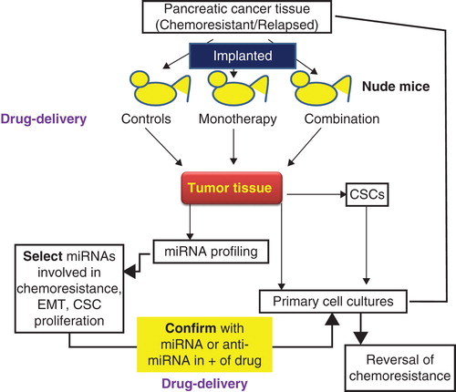 Figure 2. Interrelationship between cancer stem cells (CSCs), miRNA and chemoresistance.
