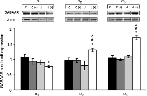 Figure 5.  The long-term effects of juvenile variable stressor regimen (JUV-S) on GABAA receptor α subunit expression in the amygdala. Data were analyzed through a 2 (juvenile stressor vs. no stress) × 2 (age: juvenile vs. adult) between-groups ANOVA followed by HSD Tukey's post-hoc tests. Data are expressed as means ± SEM (n = 8–11/group). More dramatic effects on amygdala subunit expression were apparent in rats tested in adulthood. Among rats that had initially been stressed as juveniles and then exposed to the adult stressor, the levels of α2 and α3 were significantly increased while those of α1 were decreased. Nevertheless, neither the juvenile stressor experience nor the plus maze test alone elicited a change of these receptor subunits; *, represents significantly different from controls (C), p < 0.05; #, represents significantly different from elevated plus maze challenge group C (+), p < 0.05; ^, represents significantly different from juvenile stress group (J), p < 0.05.