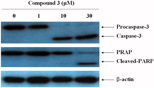 Figure 3. The induction of caspase-3 activation and PARP degradation by compound 3 in HL-60 cells. Western blot analysis of caspase-3 and PARP protein levels after exposure to compound 3. HL-60 cells were treated with compound 3 at the indicated concentrations. Protein (50 μg) from each sample was resolved by SDS-PAGE (10% (w/v) polyacrylamide gel).