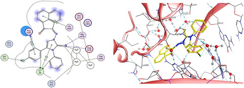 Figure 17. The binding interaction of compound 5h (yellow) at the active site of DNA-Topo IIβ complex in 2D (left panel) and 3D representation (right panel).