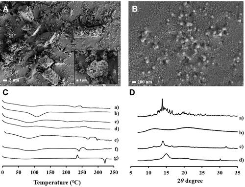 Figure 3 Morphological and physical characteristics of CA-loaded NS. Representative microscopic images of (A) CA raw material, and (B) high-payload NS (10%NS-1). (C) DSC curves of (a) raw material, (b) CA-free vehicle, (c) 10%NS-1, (d) 10%NS-2, (e) MA, (f) AS, and (g) AA. (D) XRD patterns of (a) raw material, (b) CA-free vehicle, (c) 10%NS-1, and (d) 10%NS-2.