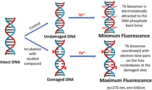 Figure 5. Schematic diagram for the fluorimetric detection of the induced DNA damage using terbium chloride (Tb3+) luminescent biosensor.