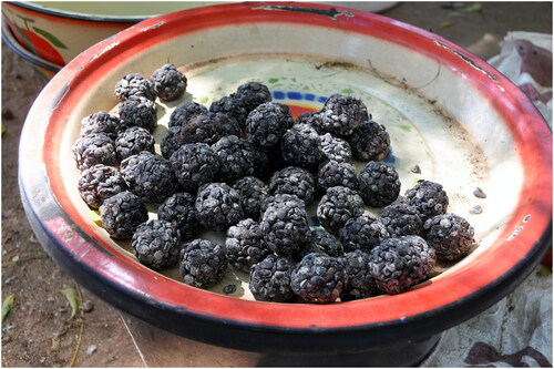 Figure 4. Balls of soumbala derived from the fermented seeds of Parkia biglobosa, sold as a condiment at the market (credit: Barbara Vinceti, Bioversity International).