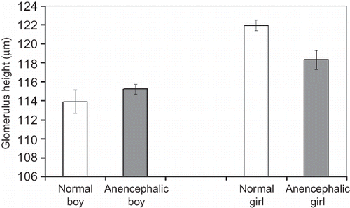 Figure 6. Glomerulus height in kidneys for normal and anencephalic fetuses (mean ± SEM).