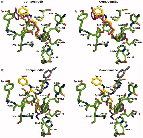Figure 4. Stereoview of the actual binding pose of SAHA and simulated docking pose of compound 5b (A) and 5c (B) to HDAC8. SAHA, compounds 5b, 5c, and the interaction parts of the HDAC8 were shown as a stick model.