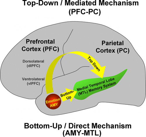 Figure 1.  Main mechanisms involved in the memory-enhancing effect of emotion. Emotion enhances long-term episodic memory by modulating activity in two main memory-related brain regions, the medial-temporal lobe (MTL) memory system and the prefrontal cortex (PFC). However, the effects of emotion on MTL and PFC regions may be related to different mechanisms: AMY and MTL are part of basic/direct neurohormonal mechanisms underlying the memory-enhancement effect of emotion (bottom-up mechanism), whereas PFC is part of a mechanism (also including the parietal cortex—PC) that has an indirect/mediated involvement in the formation of emotional memories, by enhancing strategic, semantic, working memory, and attentional processes (top-down mechanism). Adapted from LaBar and Cabeza (Citation2006); courtesy of Dr. Roberto Cabeza.