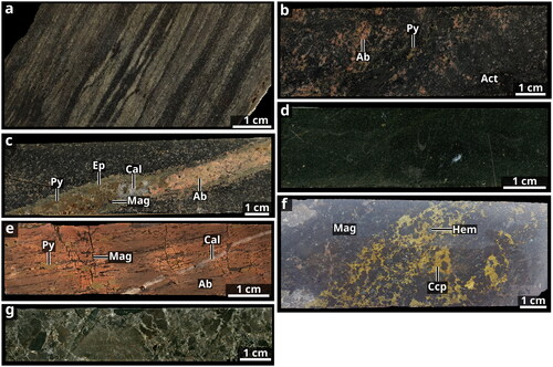 Figure 4. Main lithological units from the Starra Line. (a) Unaltered metasedimentary rocks of the Staveley Formation, consisting of layered quartz and biotite (MH_STA_086, STQ1042, 617.2 m). (b) Coarse-grained intrusion I with albite, pyrite, and anhydrite overprinting the original texture (MH_STA_110, STQ1042, 794.8 m). (c) Coarse-grained intrusion I crosscut by calcite–albite–pyrite–magnetite–epidote vein (MH_STA_107, STQ1042, 782.9 m). (d) Fine-grained mafic intrusion II lacking visible alteration (MH_STA_122, STQ1042, 906.3 m). (e) Magnetite–albite–quartz–chlorite schist from the Starra footwall (MH_STA_274, STQ1099W1, 216.85 m). (f) Mineralised ironstone from Starra 222 with magnetite–quartz–hematite–chalcopyrite (MH_STA_316, STQ115, 733.9 m). (g) Brecciated meta-arenite from the Starra 276 hanging wall with calcic matrix (MH_STA_194, STQ1070, 253.5 m). Mineral abbreviations: Ab, albite; Act, actinolite; Cal, calcite; Ccp, chalcopyrite; Ep, epidote; Mag, magnetite; Py, pyrite.