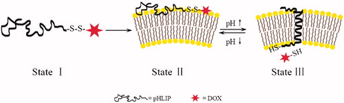 Figure 1. Schematic diagram of the delivery of drugs into a cell. At physiological pH, the peptide–drug conjugates interact weakly with a membrane. At low pH, the peptide forms a transmembrane helix with its C-terminus inserted in the cytoplasm, the intracellular reductive environment breaks the disulfide bond to release the drug.