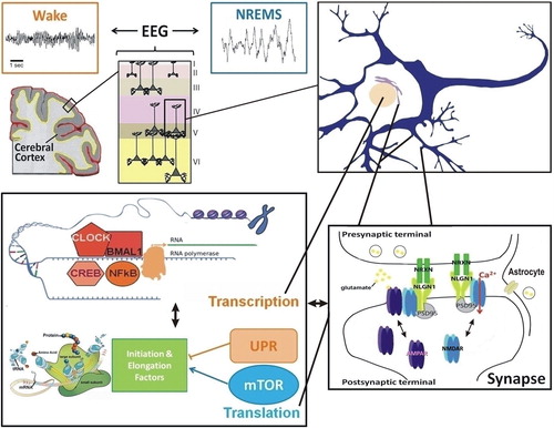 Figure 2. Interconnections between molecular elements linked to sleep homeostasis. The EEG reflects the synchronization of neuronal firing in the cerebral cortex to which pyramidal cells, among others, contribute. Changes in neuronal firing synchrony across the sleep-wake cycle, which occur together with changes in neurotransmitters (e.g. glutamate, acetylcholine, dopamine, serotonin), depend on modifications in individual neurons leading to modifications in properties of neuronal communication (e.g. synaptic function). At the transcriptional level, numerous transcription factors seem to respond to neuronal activity associated with prolonged wakefulness and to impact on EEG activity during wakefulness and sleep (e.g. NFκB, CLOCK/BMAL1, CREB). Protein regulation also seems a relevant cellular function linked to sleep, particularly in the context of memory consolidation. Indeed, the mTOR pathway, involved in protein synthesis, and the unfolded protein response (UPR), linked to protein folding and degradation, are usually associated with the sleep and wake states, respectively. Importantly, transcriptional and translational machineries are interacting such that many of these pathways were shown to influence each other directly. In addition, these interactions may feed back on synaptic properties to determine the function of the synapses, notably glutamatergic synapses, as a function of sleep need. This likely involves neurons and non-neuronal cells like astrocytes, and leads to the modulation of numerous synaptic components (e.g. NMDA and AMPA receptors, Neuroligins). Such cross-talk between these molecular and cellular levels of regulation accounts for the changes in EEG synchrony as a function of the sleep/wake history. (EEG = electroencephalogram; mTOR = mammalian target of rapamycin; NLGN1 = Neuroligin-1; NREMS = non-rapid-eye-movement sleep; NRXN = Neurexin; PSD95 = postsynaptic density protein 95; UPR = unfolded protein response).