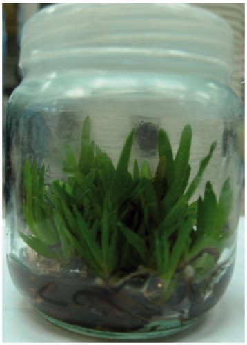 Figure 2. In vitro plantlet A. vera having healthy shoots and roots.